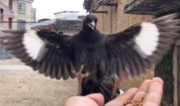 鹞子在线观看,揭秘神秘鹞子家族的传奇故事